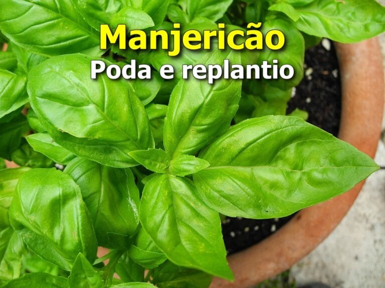 Manjericão poda e replantio