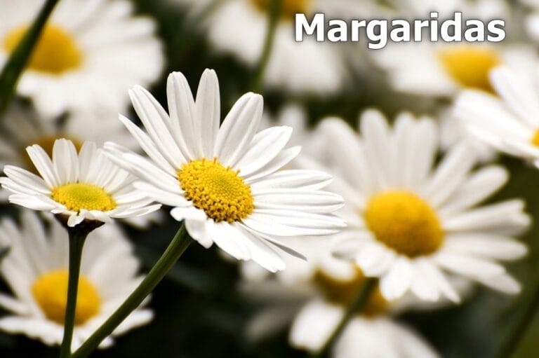 Como cultivar Margaridas