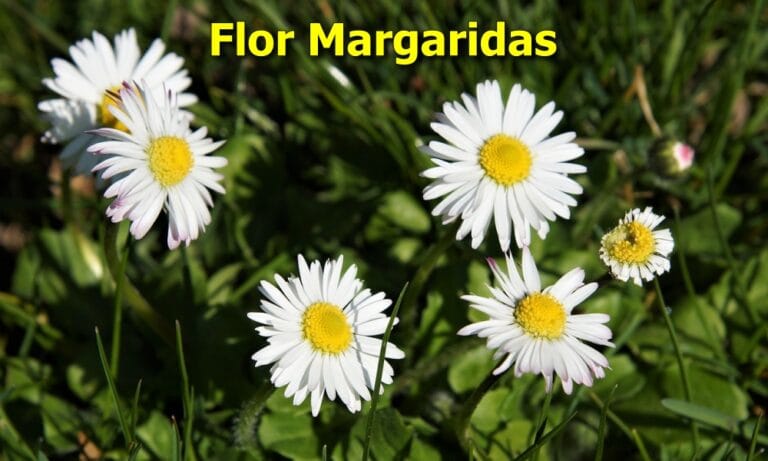 Margarida flor