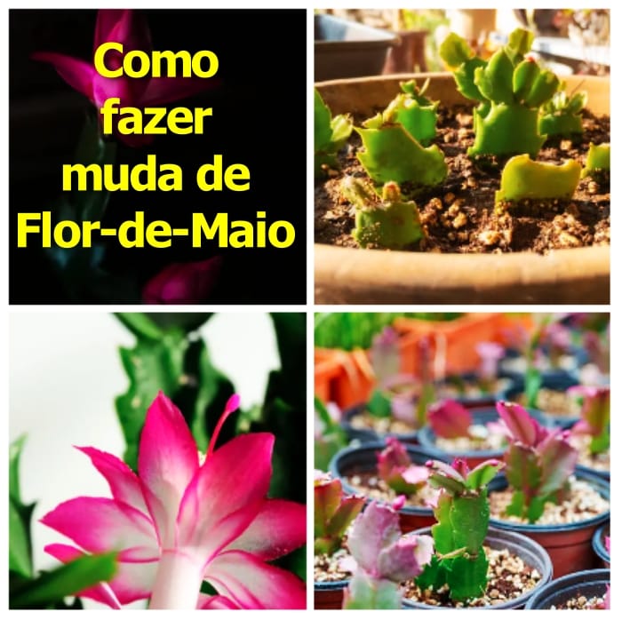 muda de Flor-de-Maio