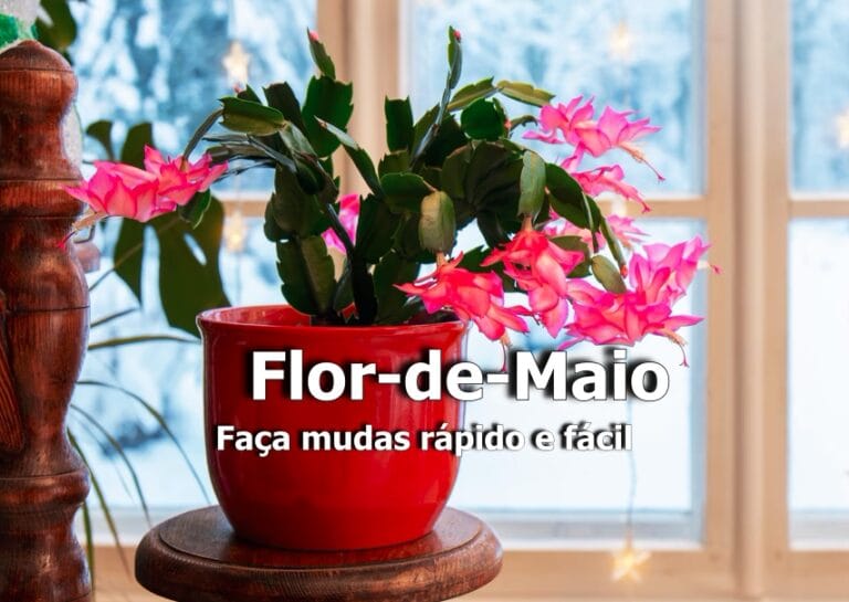 como fazer muda de Flor-de-Maio