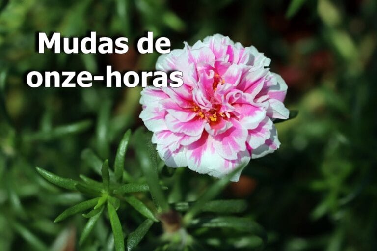 mudas de onze-horas