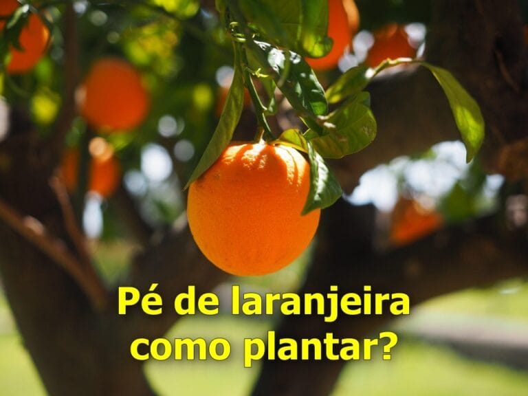 como plantar laranjeira