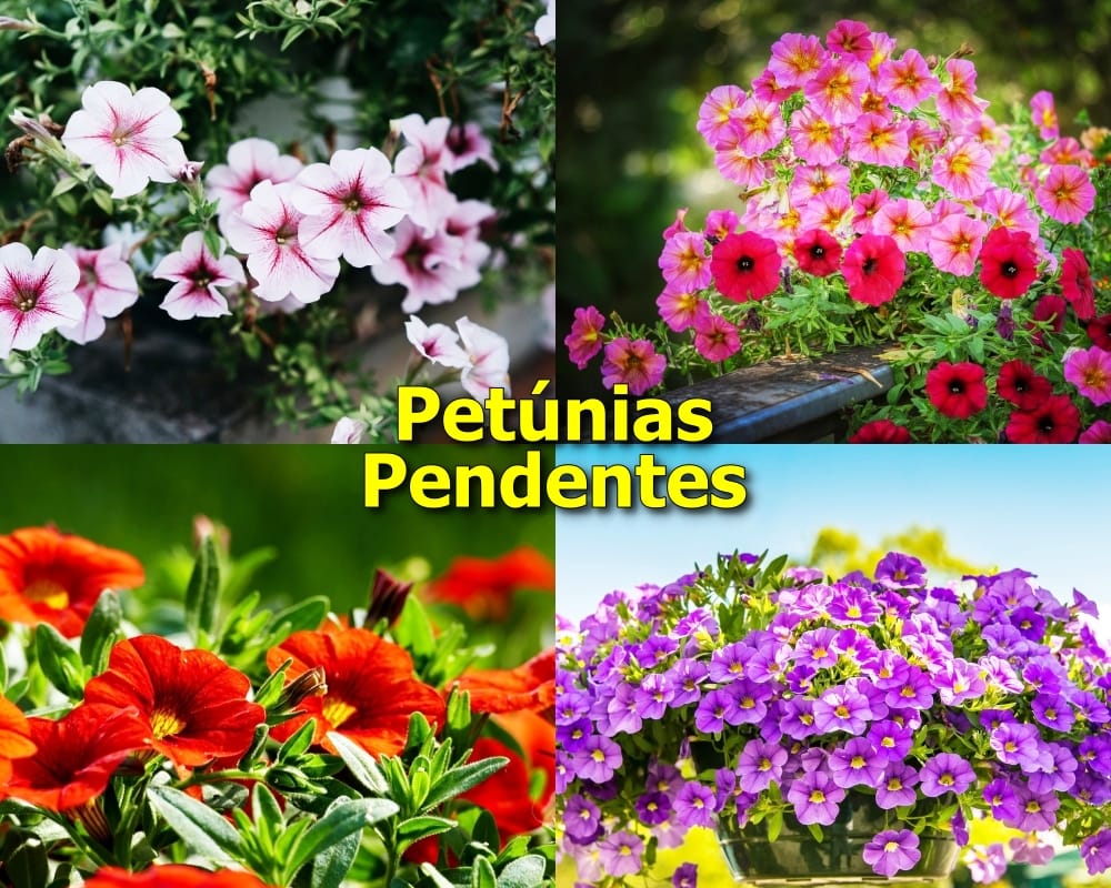 Petúnias Pendentes