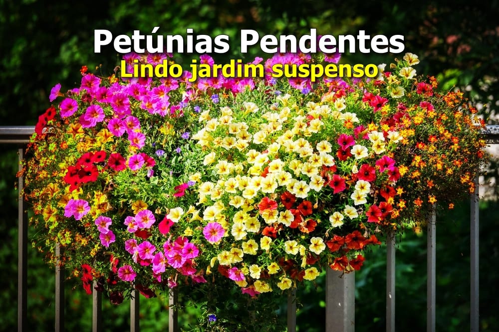 Petúnias Pendentes