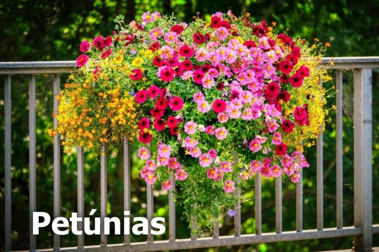 Petúnias pendentes