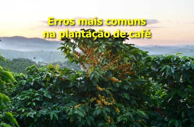plantação de café