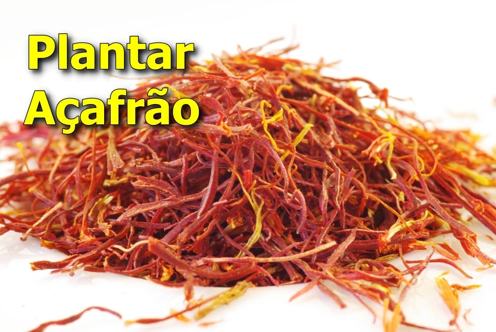 Plantar açafrão