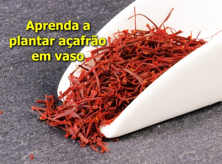 Como plantar açafrão