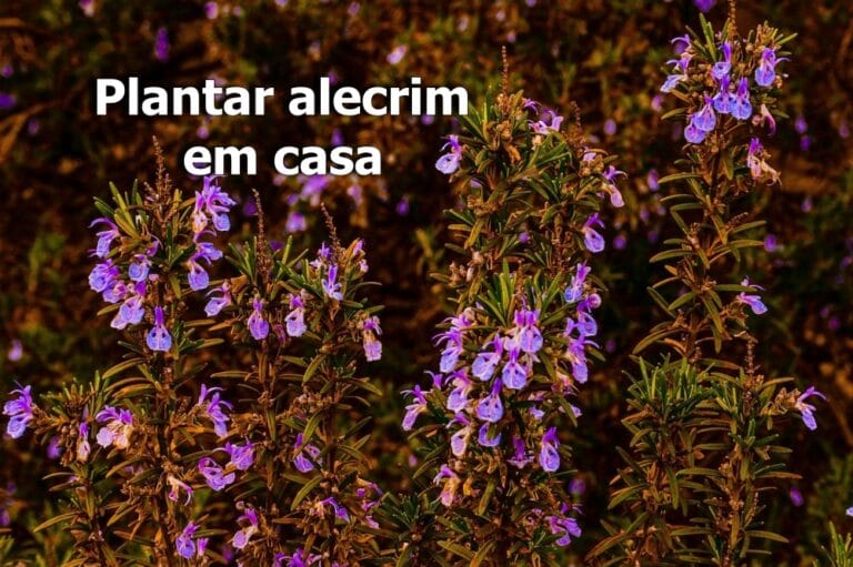 plantar alecrim em casa