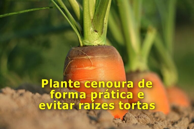 Como plantar cenoura