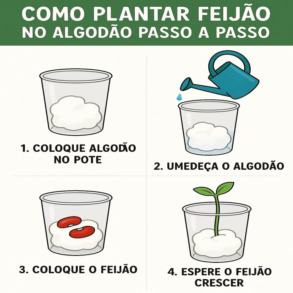 como plantar feijão no algodão