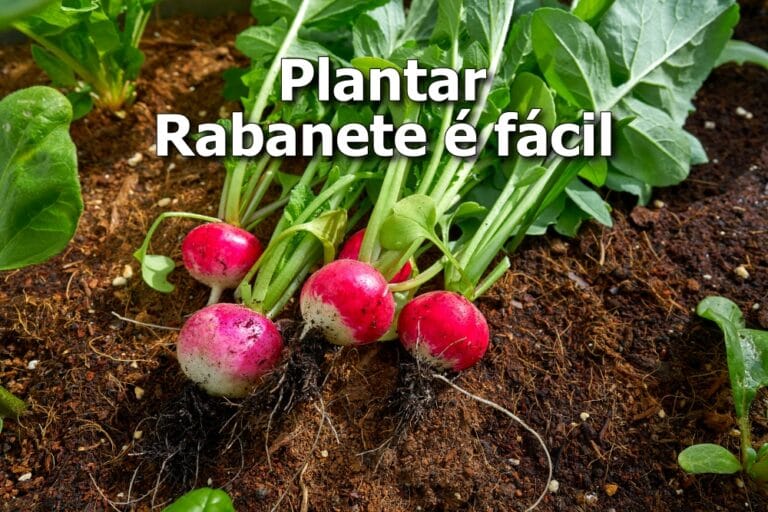 Plantar rabanete