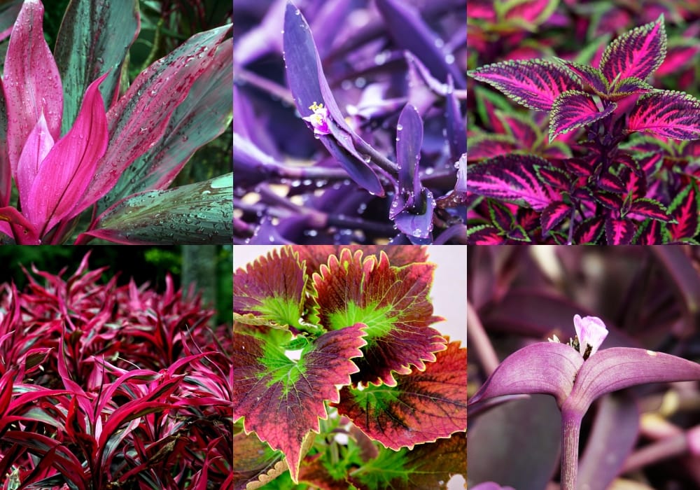 Plantas com folhas roxas ou vermelhas