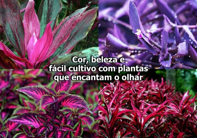 Plantas com folhas roxas