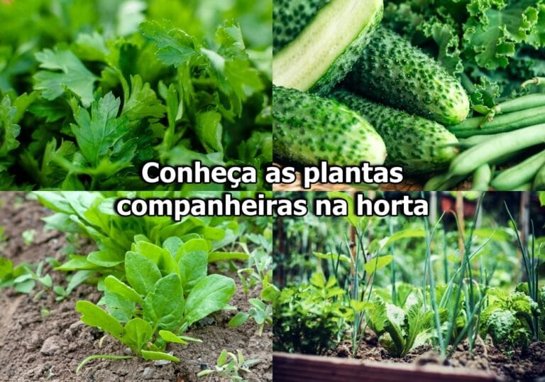 Companheiras de horta: quais plantas se dão bem juntas?