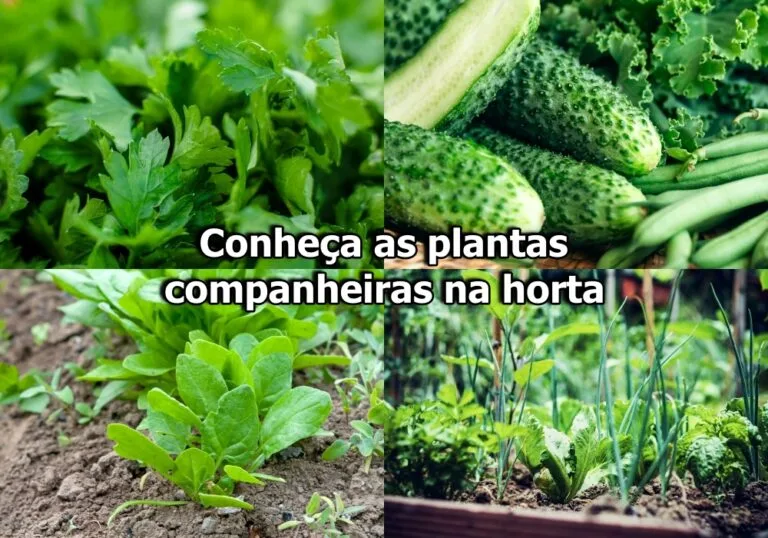 Companheiras de horta: quais plantas se dão bem juntas?