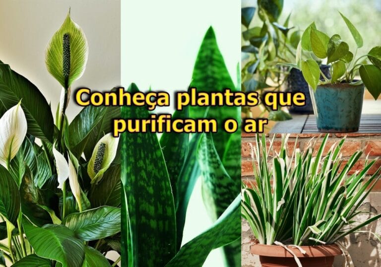 Plantas que purificam o ar