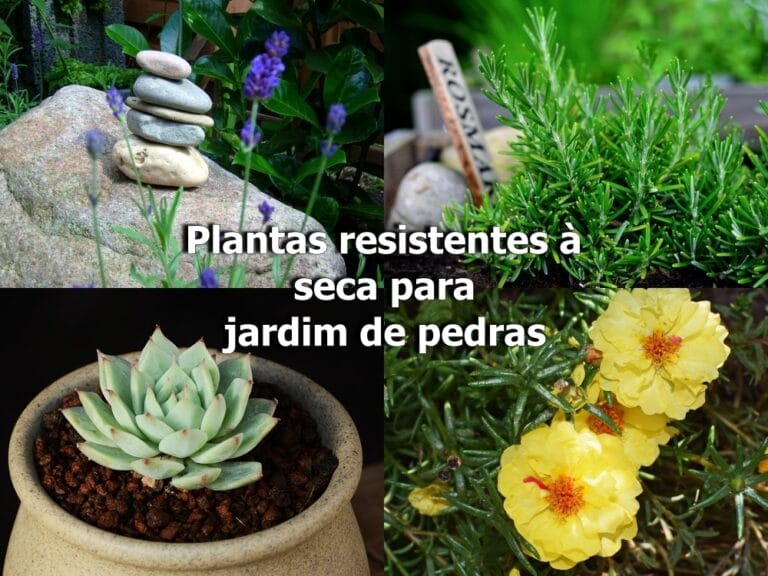 plantas resistentes à seca para jardim de pedras