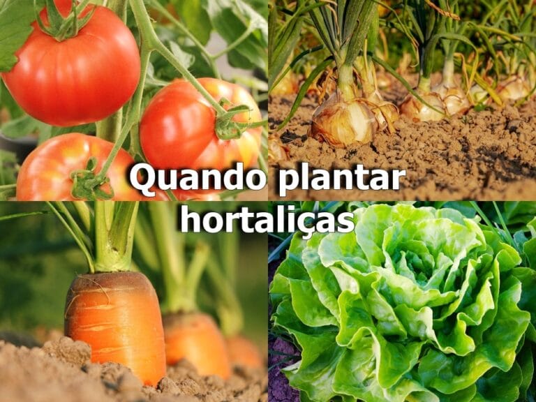Quando plantar hortaliças