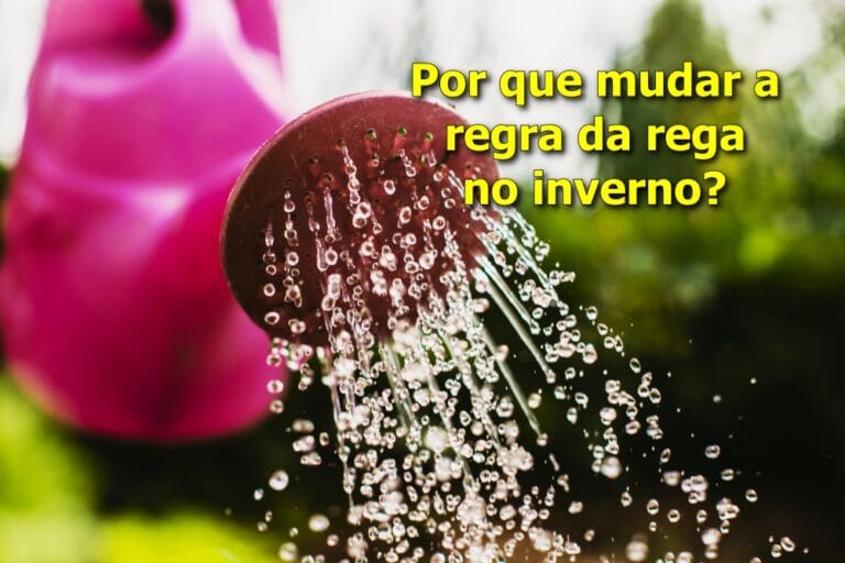 Como regar plantas em dias gelados sem prejudicar as raízes
