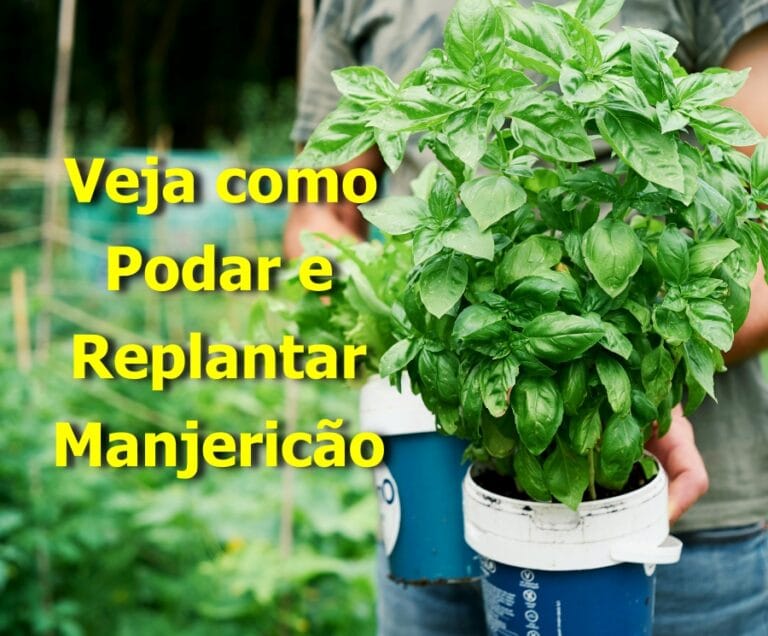Replantar manjericão