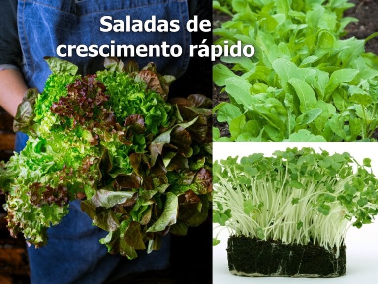 saladas de crescimento rápido