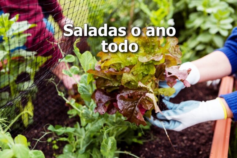 saladas o ano todo