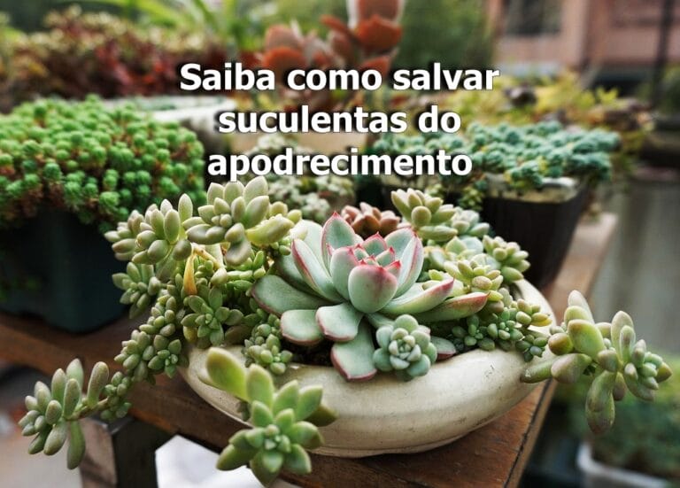 suculentas apodrecendo