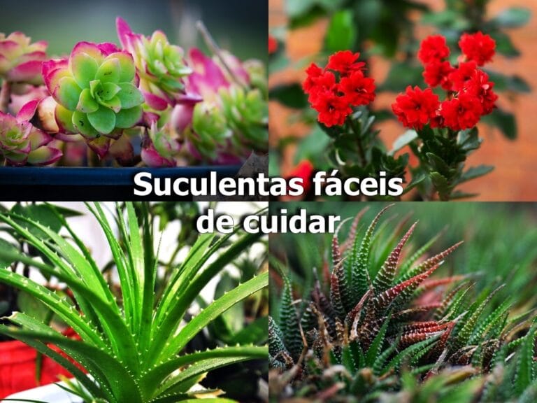 suculentas fáceis de cuidar