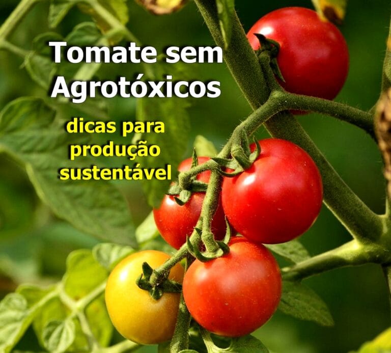 tomate sem agrotóxico