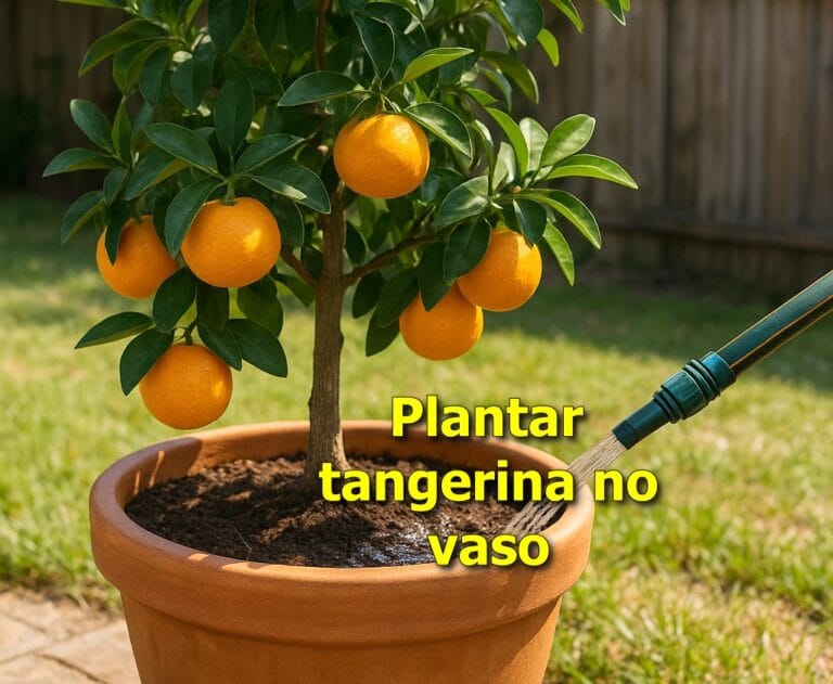 Como plantar tangerina em vaso