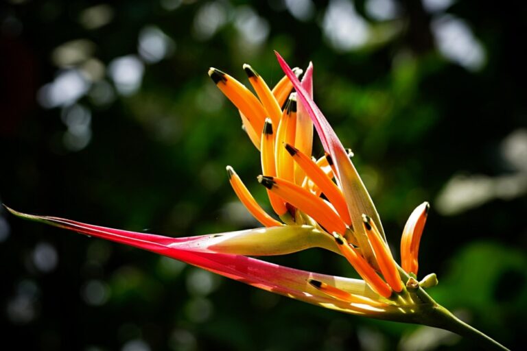 Como cultivar Helicônia