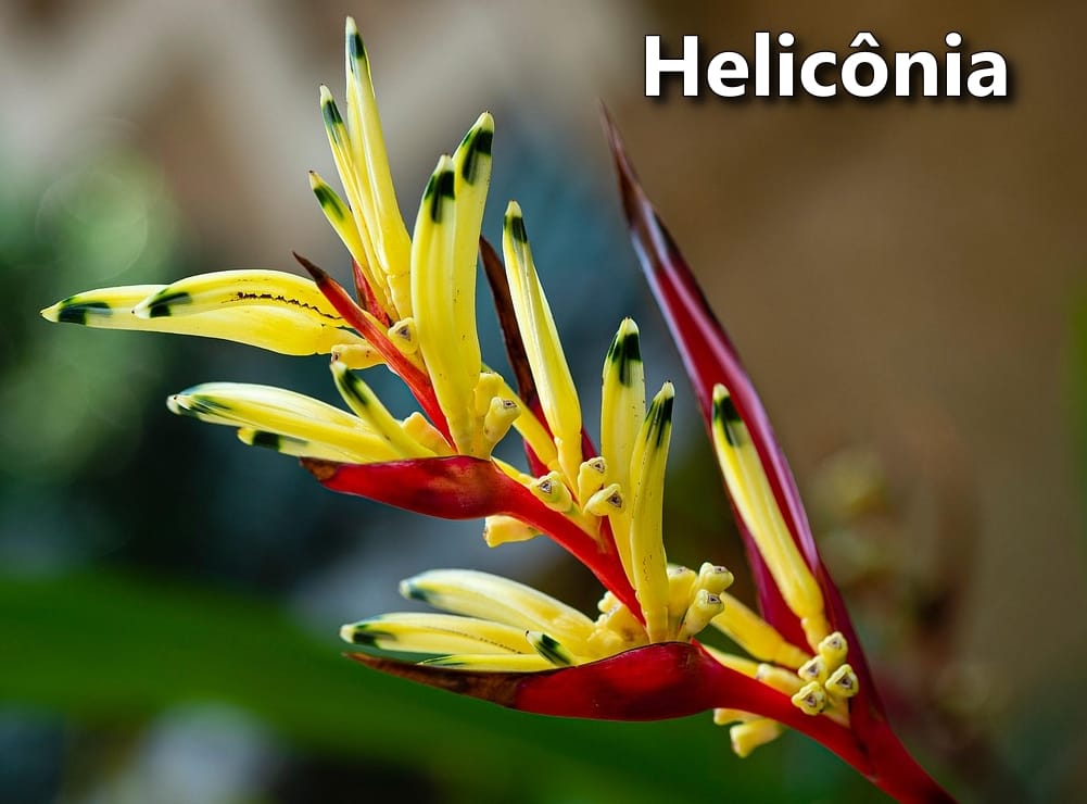 Como cultivar Helicônia no jardim e garantir floração o ano todo