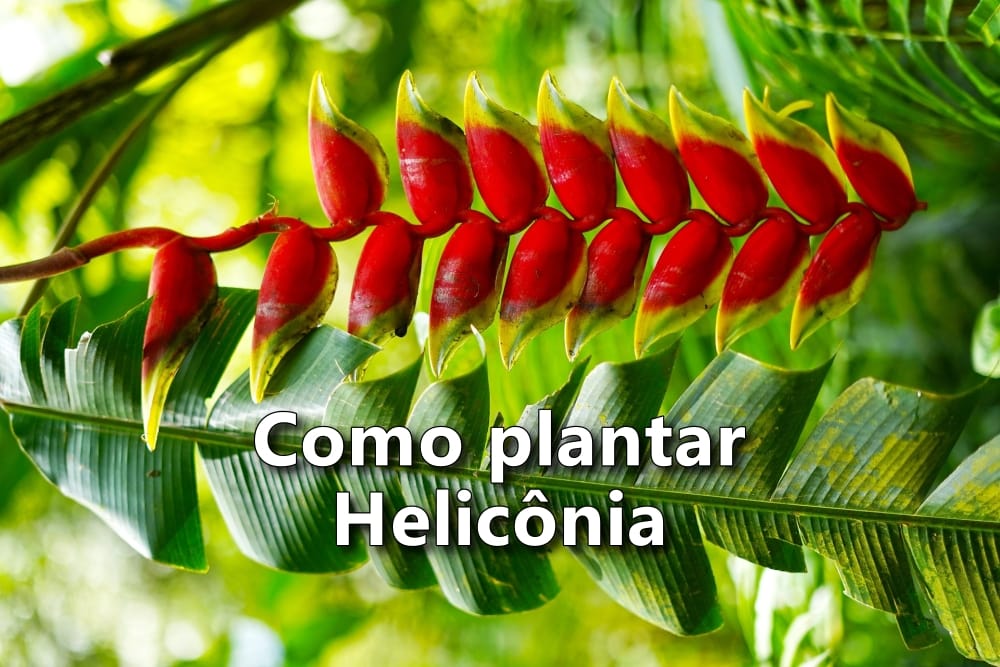 Como cultivar Helicônia no jardim e garantir floração o ano todo