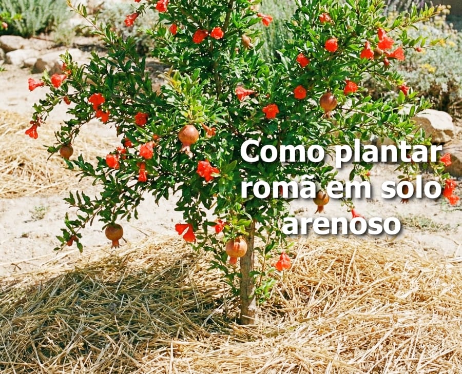 Como plantar romã em solo arenoso