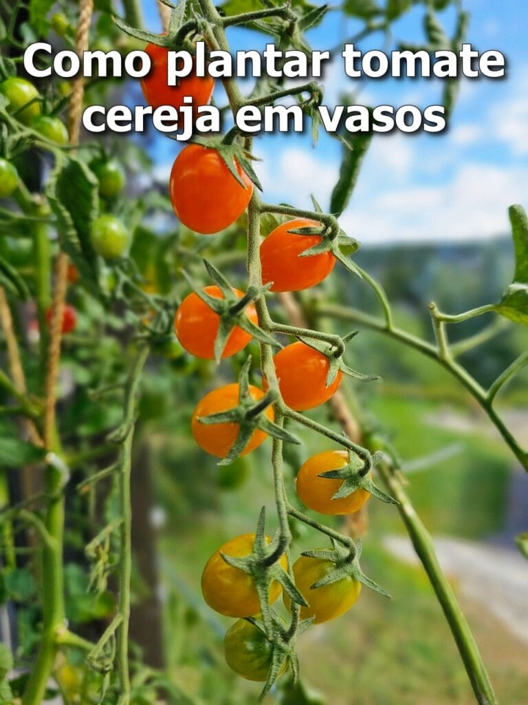 Como plantar tomate cereja em vasos
