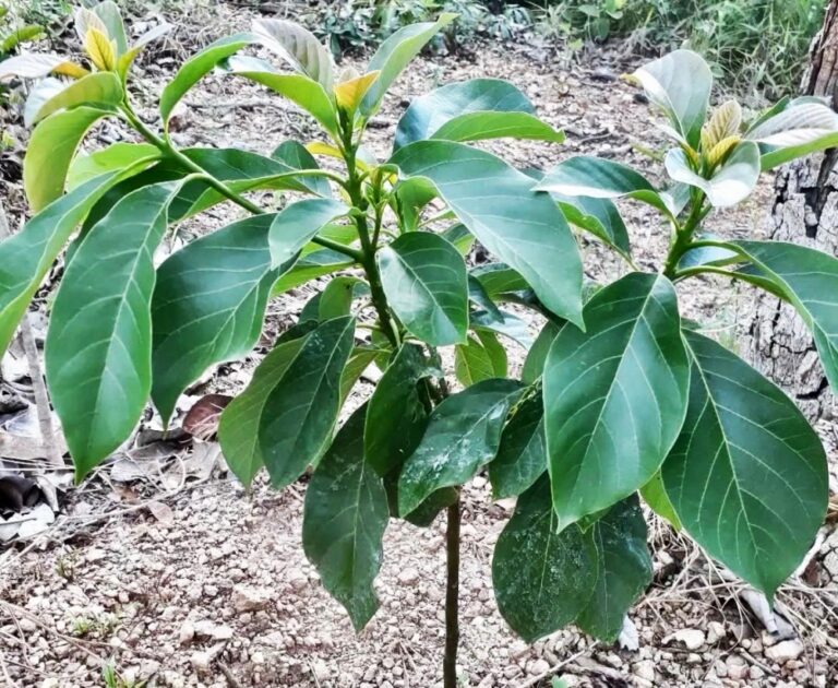 como plantar abacate em horta orgânica