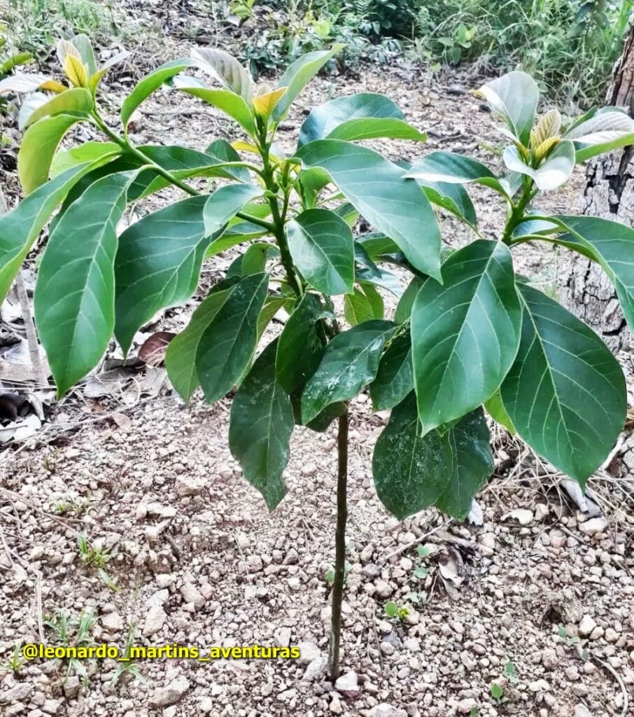 Cultivo Orgânico de Abacate