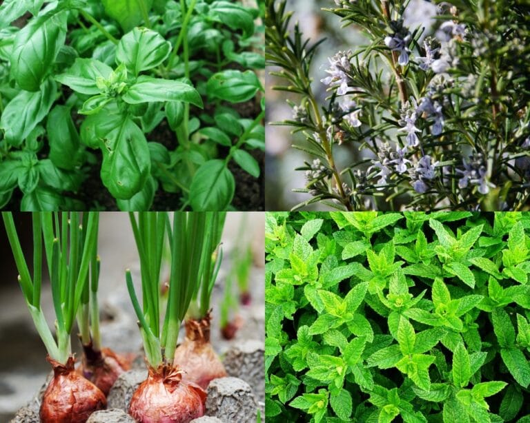 Ervas aromáticas para cultivar em casa