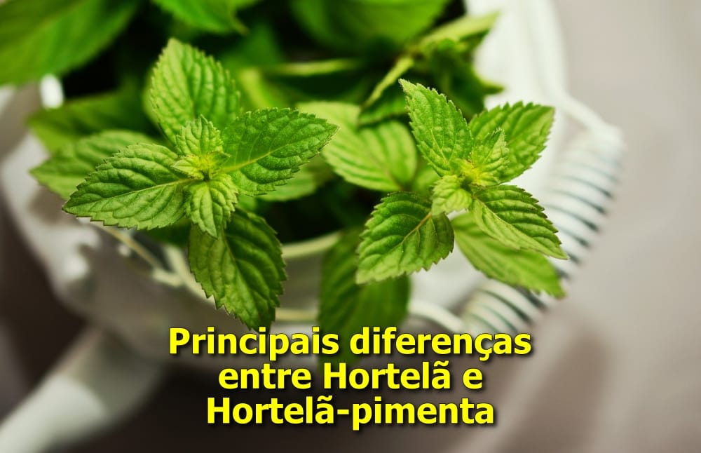 Diferenças entre Hortelã e Hortelã-pimenta