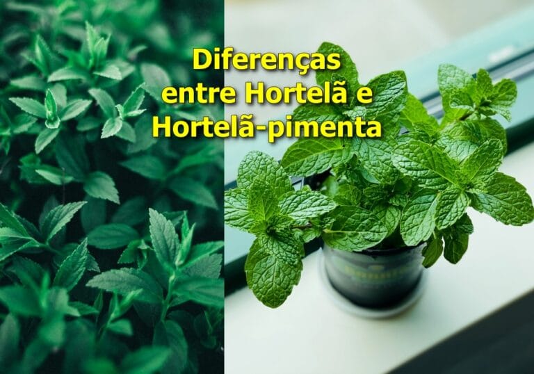 Hortelã e Hortelã-pimenta são iguais?