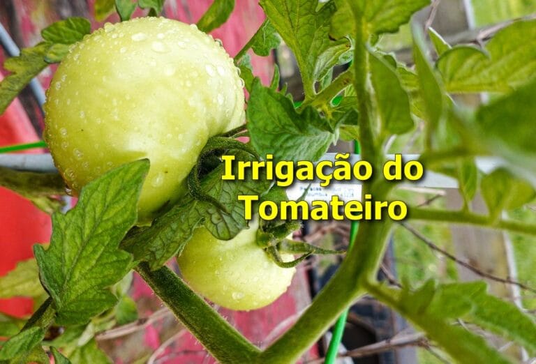 Irrigação do Tomateiro