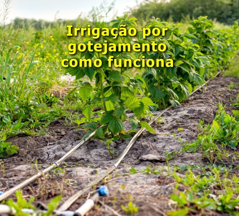 Irrigação por gotejamento como funciona