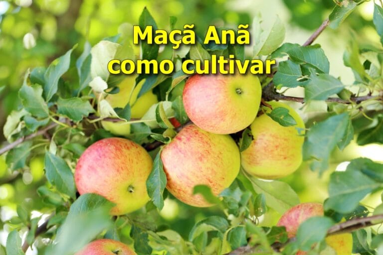 Maçã anã como cultivar
