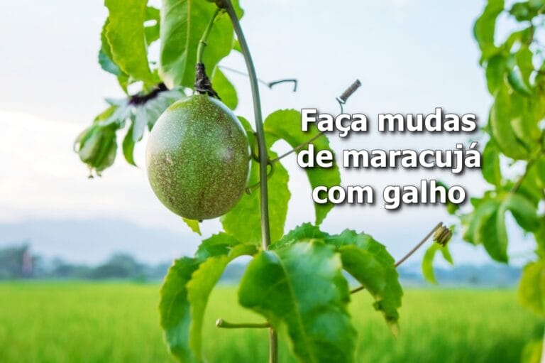 Como Fazer Muda de Maracujá com Galho
