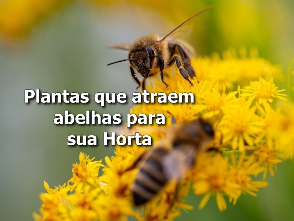 Plantas que Atraem Abelhas para sua Horta