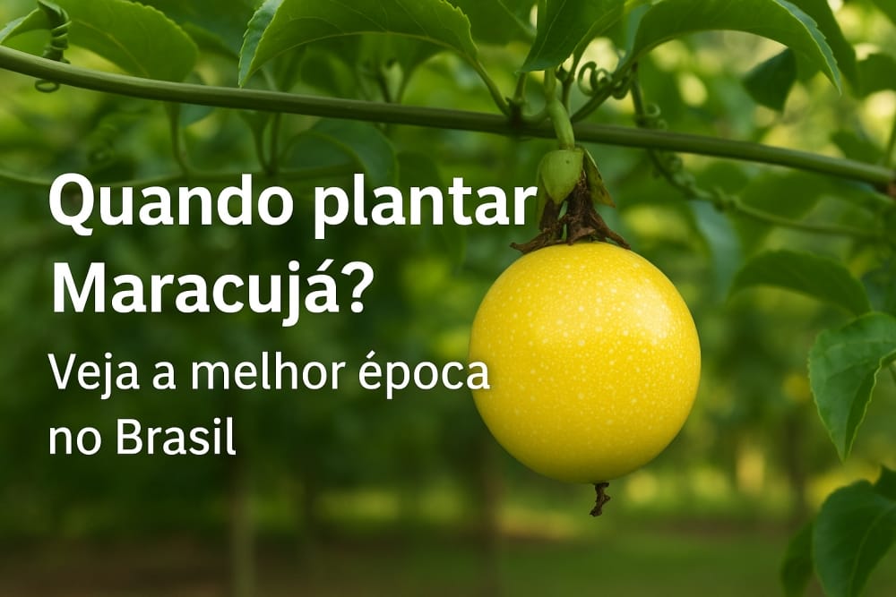 quando plantar maracujá