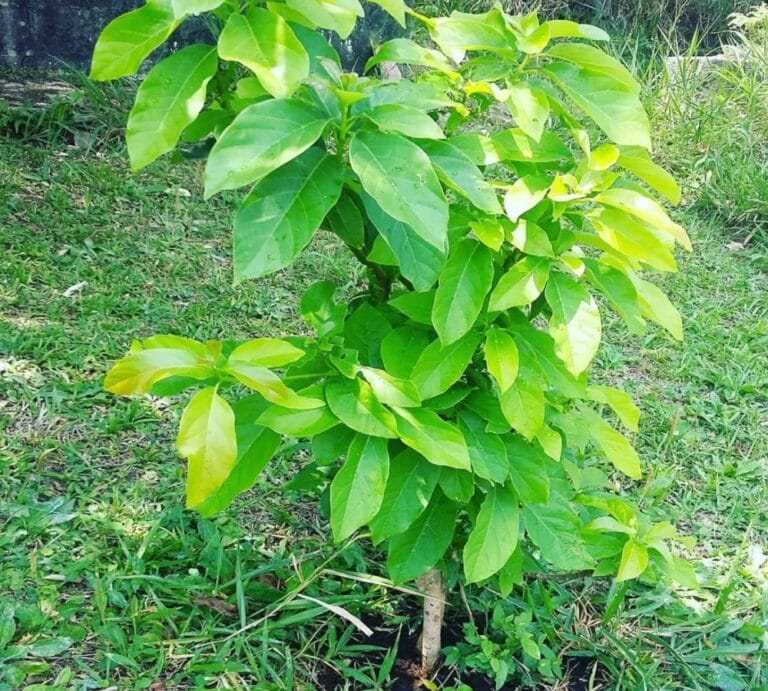 Quanto tempo leva para o abacate dar frutos