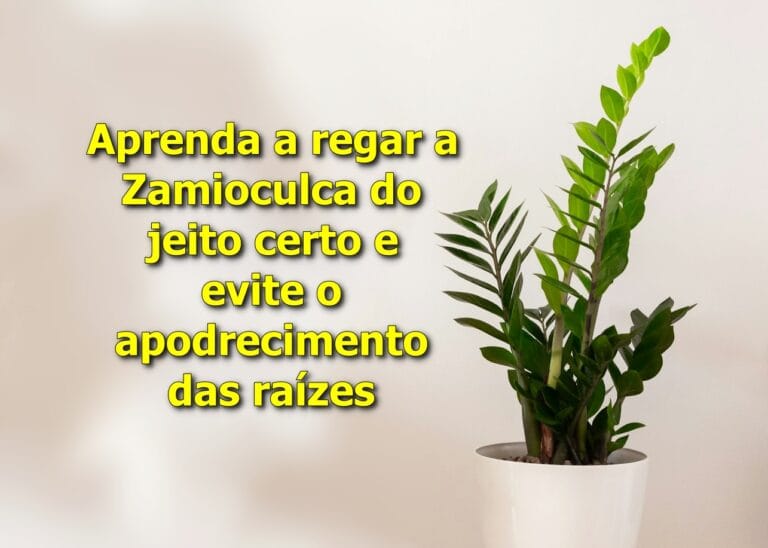 Aprenda como regar Zamioculca do jeito certo e evite o apodrecimento das raízes